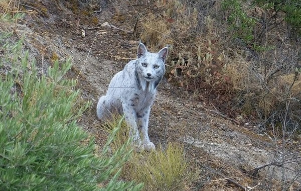 Beyaz Bir İber Vaşağı Doğada İlk Kez Kameraya Alındı