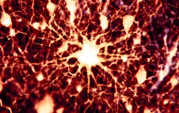 Scientists Found 2 Existing Drugs Can Reverse Alzheimer's Brain Damage in Mice