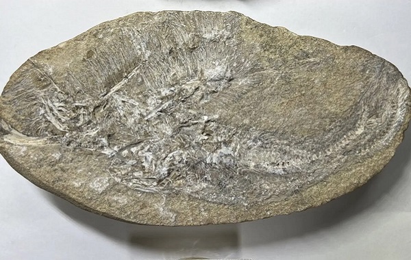 Fosilleşmiş Kusmukta Yeni Bir Pterozor Türü Keşfedildi