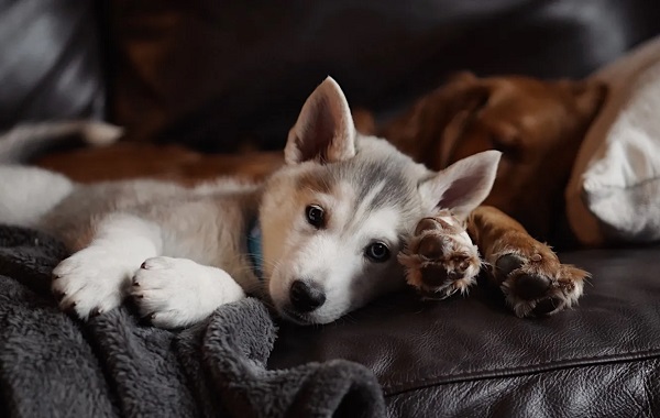 İnsanlar ve Köpekler 10.000 Yıl Boyunca Irkları Yaratmak İçin Nasıl İş Birliği Yaptı?