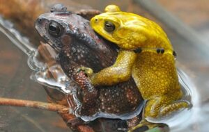 Erkek Malaya Kurbağaları Yılda İki Gün Parlak Sarı Renge Bürünüyor