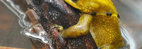 Erkek Malaya Kurbağaları Yılda İki Gün Parlak Sarı Renge Bürünüyor
