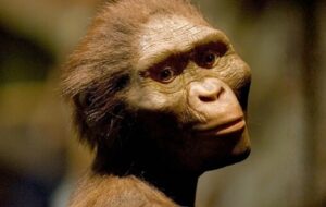 Fosiller Lucy'nin Daha Eski Bir İnsan Atasıyla Komşu Olduğunu Gösteriyor