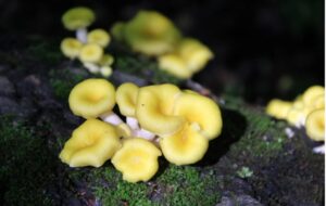 Yavaş Ama Ölümcül