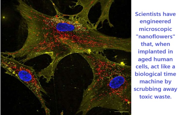 Scientists Just Planted an "Immortal Garden" Inside Human Cells to Reverse Aging