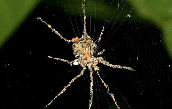 Bu Örümcekler Ağlardan ve Döküntülerden "Korkuluk" Oluşturuyor; Yırtıcı Hayvanları Uzaklaştırıyor