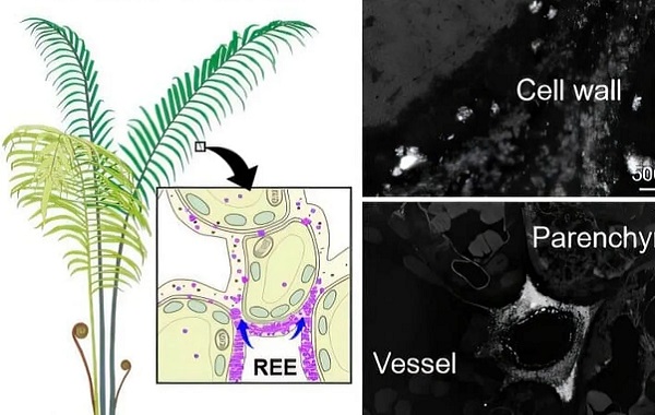 Yapraklarında Doğrudan Nadir Toprak Metalleri Yetiştiren Bir Eğrelti Otu Keşfedildi