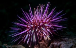 Shock Discovery Reveals Sea Urchins Are Basically 'All Brain'