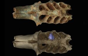 Antik Çağlarda Arılar Kemiklere Yuva Yapmışlar: 20.000 Yıl Önceki Bu Sıra Dışı Davranışın İlk Kanıtı