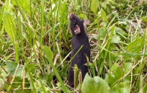 Scientists Released Caged Mice Into The Wild, And an Incredible Thing Happened