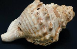 6.000 Yıllık İletişim