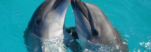 Dostluk Yaşlanmayı Yavaşlatıyor: Bilim İnsanları Yunuslarda Bu Etkiyi Keşfetti