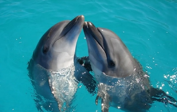 Dostluk Yaşlanmayı Yavaşlatıyor: Bilim İnsanları Yunuslarda Bu Etkiyi Keşfetti