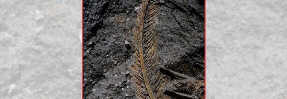 Volkanik Küllerde Alışılmadık Şekilde Korunmuş Dokusuyla Fosilleşmiş Bir Akbaba Bulundu