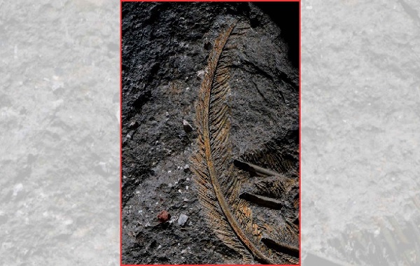 Volkanik Küllerde Alışılmadık Şekilde Korunmuş Dokusuyla Fosilleşmiş Bir Akbaba Bulundu