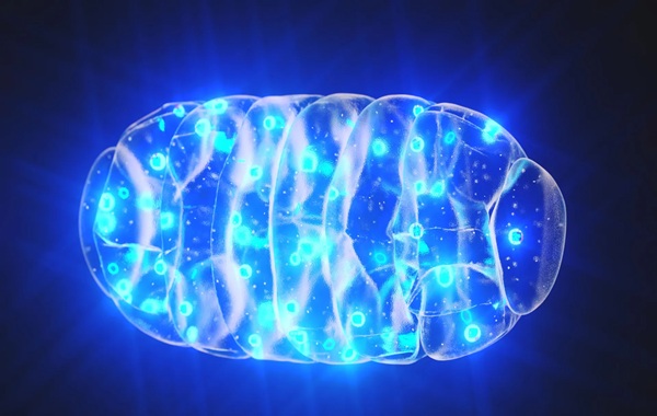 The Eternal Flame: Have Scientists Finally Cracked the Code to Slowing Down Aging?