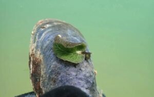 Yaprak Canlandı: Kanada'da Benzersiz Yeşil Sümüklü Böcekler Görüldü