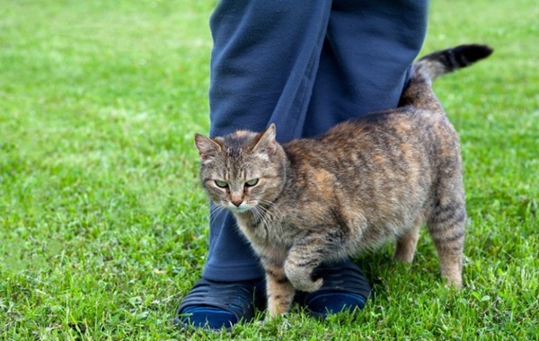 Cats adjust their communication strategy by meowing more when greeting men
