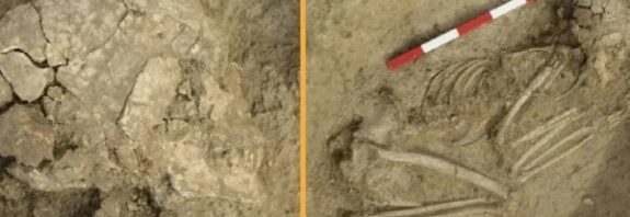 Aslan Saldırısından Kurtulan Bir Çocuğa Ait Antik Bir İskelet Bulundu