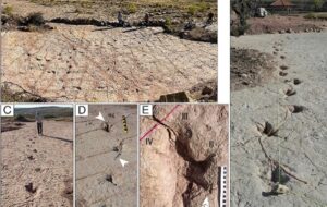 Dünya Rekoru Kıran 16.000'den Fazla Dinozor İzi, Taşta Donmuş Bir Anı Ortaya Çıkarıyor