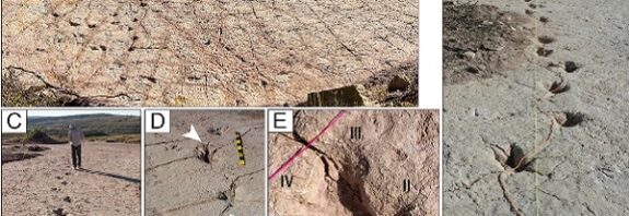 Dünya Rekoru Kıran 16.000'den Fazla Dinozor İzi, Taşta Donmuş Bir Anı Ortaya Çıkarıyor