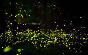 The Fireflies of the Cosmos: Are Aliens Using Stars to Send Secret Messages?
