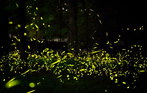 The Fireflies of the Cosmos: Are Aliens Using Stars to Send Secret Messages?