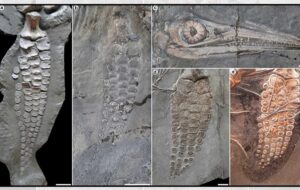 183 Milyon Yıllık Bu Deniz Avcısı Şaşırtıcı Bir Gizlilikle Avlanıyordu