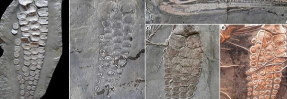 183 Milyon Yıllık Bu Deniz Avcısı Şaşırtıcı Bir Gizlilikle Avlanıyordu