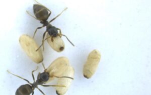 Hastalanan Yavru Karıncalar, Koloniyi Korumak İçin Yuva Arkadaşlarından Kendilerini Asitle Zehirlemelerini İstiyor