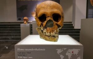 Neandertaller Diğer Gruplardan Kadın ve Çocukları Yiyordu