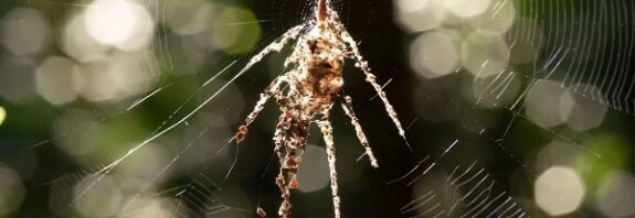 Bazı Örümcekler Kendilerinin Sahte Kopyalarını Örerek Hayatta Kalıyor