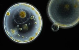 Tek Hücreli Organizmaların Çekirdeğinde Yaşayan Şaşırtıcı Derecede Karmaşık Virüsler Keşfedildi