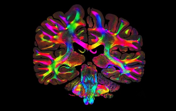 Bilim İnsanları İnsan Dokularının