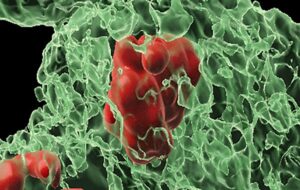 Reversing the Inevitable: The Biological "Undo" Button That Brings Cells Back from the Brink of Death