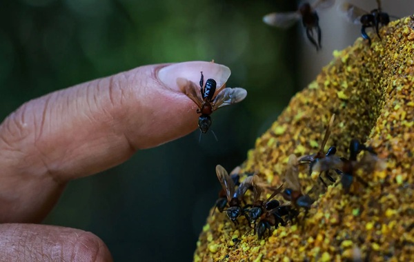 Nature Strikes Back: Why Peru is Giving Legal ‘Personhood’ to Stingless Bees