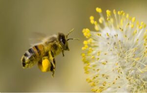 Could Bees Hold