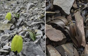 İnsanlardan Saklanabilmek İçin Evrimleşmiş Bir Bitki Keşfedildi