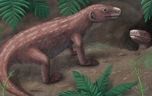 250 Milyon Yıllık Fosil, Memeli Atalarımızda İşitmenin Nasıl Evrimleştiğini Ortaya Koyuyor