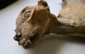 The Mummified Guardians of the Abyss: Unearthing Arabia’s Rare Ancient Cheetahs