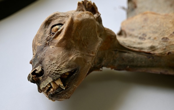 The Mummified Guardians of the Abyss: Unearthing Arabia’s Rare Ancient Cheetahs