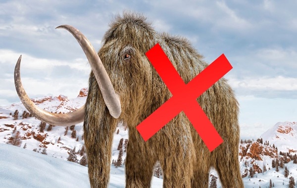 The 70-Year Identity Theft: How a Museum’s "Mammoth" Was Actually Something Else Entirely