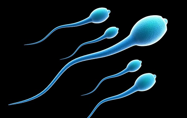 İnsan Sperminde Gizli Bir 'Yaşlanma Saati' Bulunur