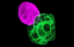 Architects of Thought: Japanese Scientists Build Functional Human Brain Circuits in the Lab