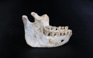 These 773,000-year-old fossils may reveal our shared human ancestor