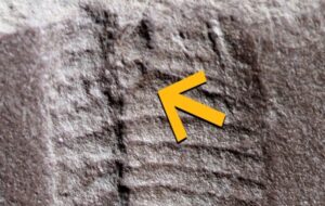 Nature’s Most Ancient Secret: The 290-Million-Year-Old "Exit" That Rewrites Evolutionary History