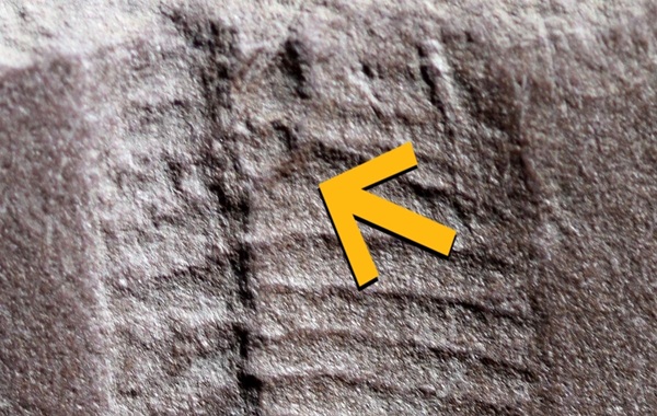 Nature’s Most Ancient Secret: The 290-Million-Year-Old "Exit" That Rewrites Evolutionary History