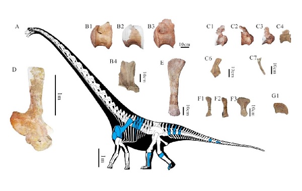 İnşaat Alanında 92 Metre Uzunluğunda Devasa Bir Dinozor Keşfedildi
