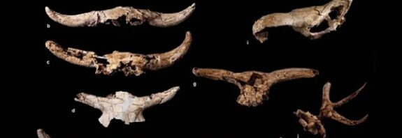 43.000 Yıl Önce Neandertaller Mağarada Hayvan Kafatasları Topluyordu