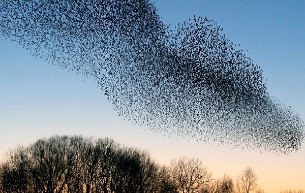 Hayvan Sürüleri Yeni Bir Zekâ Türünü Ortaya Koyuyor